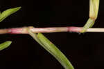 Nakedstem dewflower